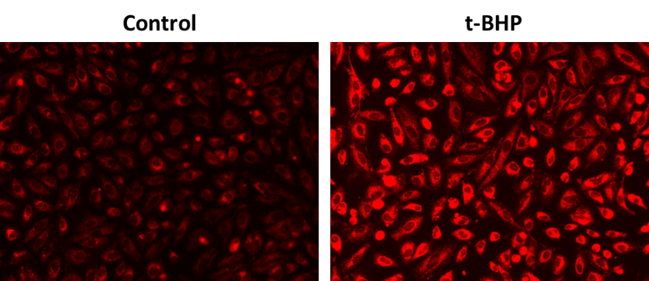 Fluorescence response of OxiVision™ Red Lipid Peroxide Sensor (10 µM) in HeLa cells following treatment with or without 250 µM t-BHP at 37°C for 60 minutes. Fluorescence intensities were analyzed using fluorescence microscopy with a Cy5 filter.