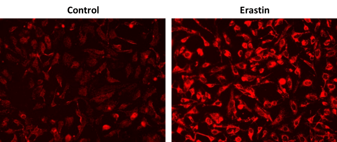 Fluorescence response of OxiVision™ Red Mitochondrial Lipid Peroxidation Sensor (1000 nM) in HeLa cells with or without Erastin (10 µM) treatment at 37 ºC in a 5% CO2 incubator for 30 minutes. The fluorescence intensities were monitored with fluorescence microscopy using Cy3 filter.