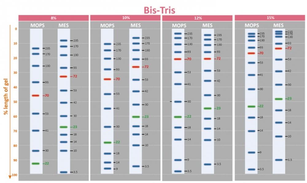 PageTell&trade; Prestained 10 to 250 kDa Protein Ladder was run on diffrent percentages of Bis-Tris gels.