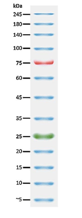 PageTell™ Prestained 10 to 250 kDa Protein Ladder