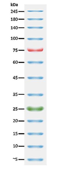 PageTell&trade; Prestained 10 to 250 kDa Protein Ladder