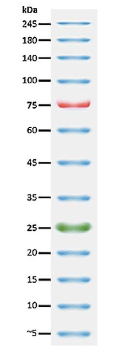 PageTell&trade; Prestained 10 to 250 kDa Protein Ladder