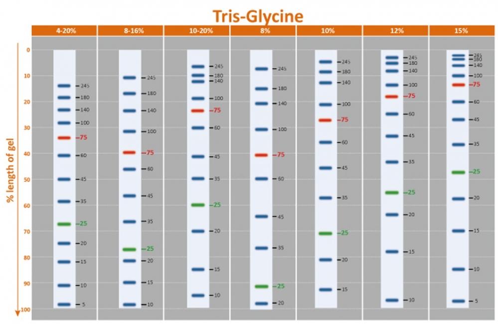 PageTell&trade; Prestained 10 to 250 kDa Protein Ladder was run on different percentages of Tris-Glycine gels.