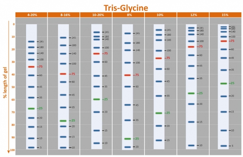 Protein Ladder