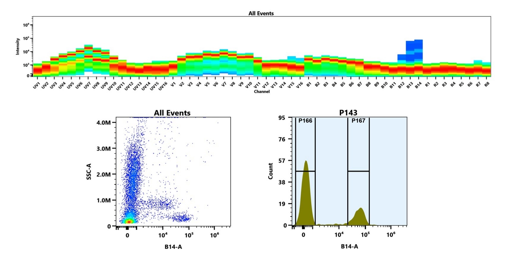 (Top) Spectral emission profiles generated using four spatially offset lasers (355 nm, 405 nm, 488 nm, and 640 nm). Each laser produced a distinct emission pattern, and their combination yielded the composite spectral signature. (Bottom) Flow cytometry analysis of human whole blood stained with PE/Cy7 Anti-human CD27 Antibody (O323) (Cat. #102711M1). The fluorescence signal was monitored on a Cytek Aurora spectral flow cytometer in the B14-A channel, demonstrating clear detection of CD27⁺ cells.