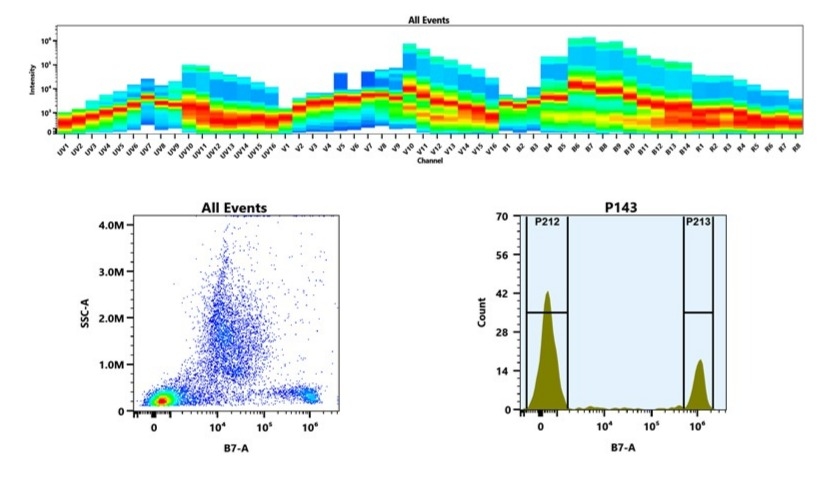 (Top) Spectral emission profiles generated using four spatially offset lasers (355 nm, 405 nm, 488 nm, and 640 nm). Each laser produced a distinct emission pattern, and their combination yielded the composite spectral signature. (Bottom) Flow cytometry analysis of whole blood stained with PE/XFD610 Anti-human CD8 Antibody *HIT8a*. The fluorescence signal was monitored using an Aurora spectral flow cytometer in the specific B7-A channel.