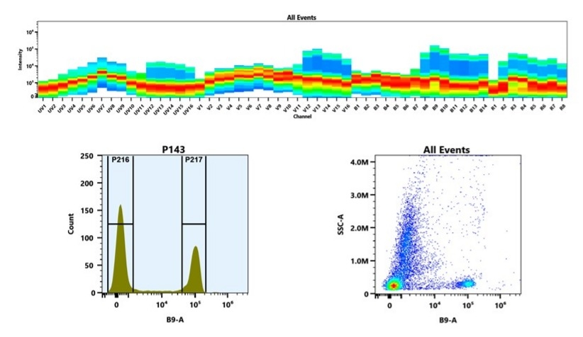 (Top) Spectral emission profiles generated using four spatially offset lasers (355 nm, 405 nm, 488 nm, and 640 nm). Each laser produced a distinct emission pattern, and their combination yielded the composite spectral signature. (Bottom) Flow cytometry analysis of whole blood stained with PerCP/Cy5.5 Anti-human CD8 Antibody *SK1*. The fluorescence signal was monitored using an Aurora spectral flow cytometer in the specific B9-A channel.