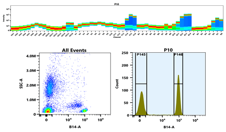 Top) Spectral pattern was generated using a 4-laser spectral cytometer. Spatially offset lasers (355 nm, 405 nm, 488 nm, and 640 nm) were used to create four distinct emission profiles, then, when combined, yielded the overall spectral signature. Bottom) Flow cytometry analysis of whole blood stained with PerCP-iFlour® 750 anti-human CD4 *SK3* conjugate. The fluorescence signal was monitored using an Aurora spectral flow cytometer in the PerCP-iFluor® 750 specific B14-A channel.