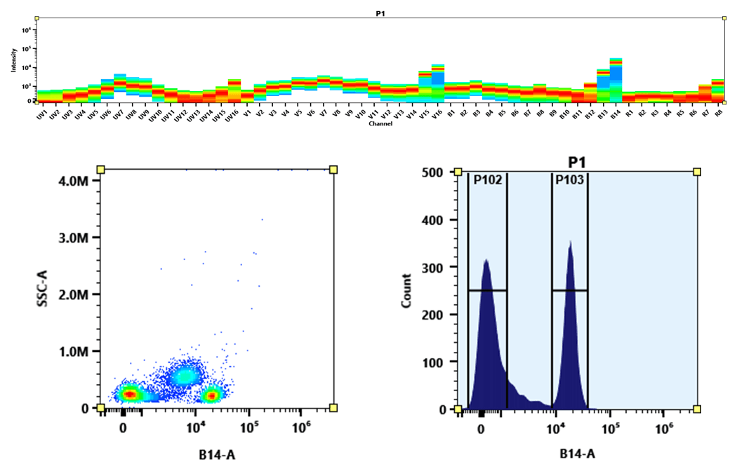 (Top) Spectral emission profiles generated using a 4-laser spectral cytometer. Spatially offset lasers (355 nm, 405 nm, 488 nm, and 640 nm) were used to create four distinct emission profiles that, when combined, yielded the overall spectral signature.
(Bottom) Flow cytometry analysis of PBMCs stained with PerCP-iFluor® 780 Anti-human CD4 (Clone: SK3) conjugate. The fluorescence signal was monitored using a Cytek Aurora spectral flow cytometer in the PerCP-iFluor® 780-specific B14-A channel.