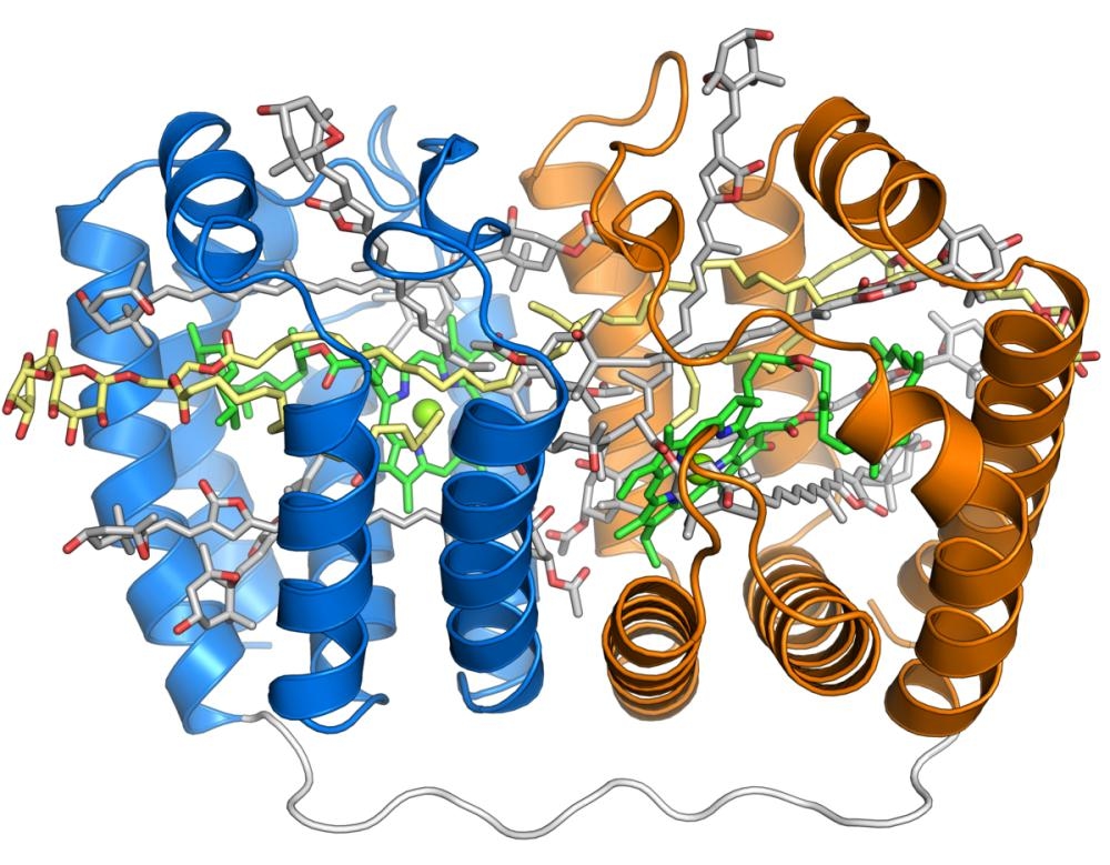 <p>Peridinin chlorophyll (PerCP) is an apocarotenoid pigment that some organisms use in photosynthesis. Many photosynthetic dinoflagellates use peridinin, which absorbs blue-green light in the 470-550 nm range, outside the range accessible to chlorophyll molecules. The peridinin-chlorophyll-protein complex is a specialized molecular complex consisting of a boat-shaped protein molecule with a large central cavity that contains peridinin, chlorophyll, and lipid molecules, usually in a 4:1 ratio of peridinin to chlorophyll. PerCP is commonly used in immunoassays such as fluorescence-activated cell sorting (FACS) and flow cytometry. The fluorophore is covalently linked to proteins or antibodies for use in research applications.</p>