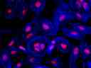 Fluorescence image of HeLa cells fixed with 4% formaldehyde then stained with Phalloidin-iFluor® 350 Conjugate (Cat#23110, Blue) and nuclei stain Nuclear Red&trade; DCS1 (Cat#17552, Red), respectively. &nbsp;
