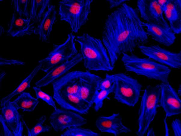 Fluorescence image of HeLa cells fixed with 4% formaldehyde then stained with Phalloidin-iFluor® 350 Conjugate (Cat#23110, Blue) and nuclei stain Nuclear Red&trade; DCS1 (Cat#17552, Red), respectively. &nbsp;