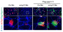 A Wnt ┫Pp1 signaling axis promotes ciliogenesis in motile cilia. Immunofluorescent image of MCCs for indicated proteins in St. 27 ccny/l1 morphants co-injected with Flag-ppp1r11 DNA. Actin labeled with Phalloidin-iFluor 405. Scale bar 5 µm. Source: <b>Mucociliary Wnt signaling promotes cilia biogenesis and beating</b> by Seidl <em>et. al.</em> <em>Nature Communications</em>. March 2023.