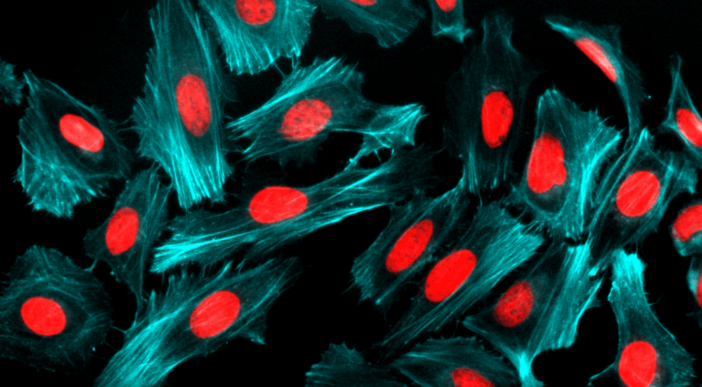 Fluorescence image of HeLa cells stained with Phalloidin-iFluor® 405 Conjugate using fluorescence microscope with a Violet filter set. The cells were fixed in 4% formaldehyde, permeabilised with 0.2% Triton X-100 followed by staining with Phalloidin-iFluor® 405 Conjugate (#23111) and counter staining with Nuclear Red™ DCS1 (#17552). The image was acquired with fluorescence microscope using Violet and Cy5 filters.
