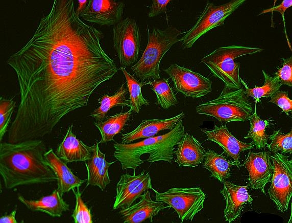 <p>Fluorescence images of HeLa cells stained with Phalloidin-iFluor® 488 Conjugate using fluorescence microscope with a FITC filter set (Green). The cells were fixed in 4% formaldehyde, co-labeled with mitochondria dye MitoLite™ Red FX600 (Cat#2677, Red) and Nuclear Blue™ DCS1 (Cat#17548, Blue).</p>