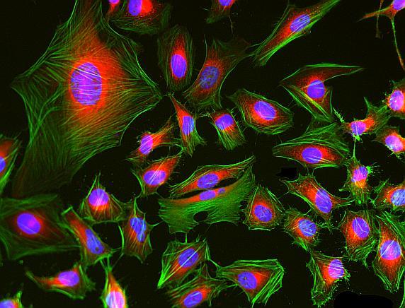 Fluorescence images of HeLa cells stained with Phalloidin-iFluor® 488 Conjugate using fluorescence microscope with a FITC filter set (Green). The cells were fixed in 4% formaldehyde, co-labeled with mitochondria dye MitoLite&trade; Red FX600 (Cat#2677, Red) and Nuclear Blue&trade; DCS1 (Cat#17548, Blue).