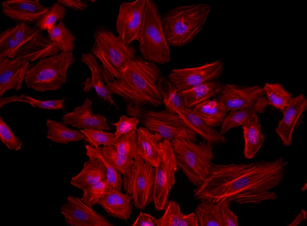 Fluorescence image of HeLa cells fixed with 4% formaldehyde then stained with Phalloidin-iFluor® 555 Conjugate (Cat#23119, Red) and Nuclear Blue&trade; DCS1 (Cat#17548, Blue), respectively. &nbsp;