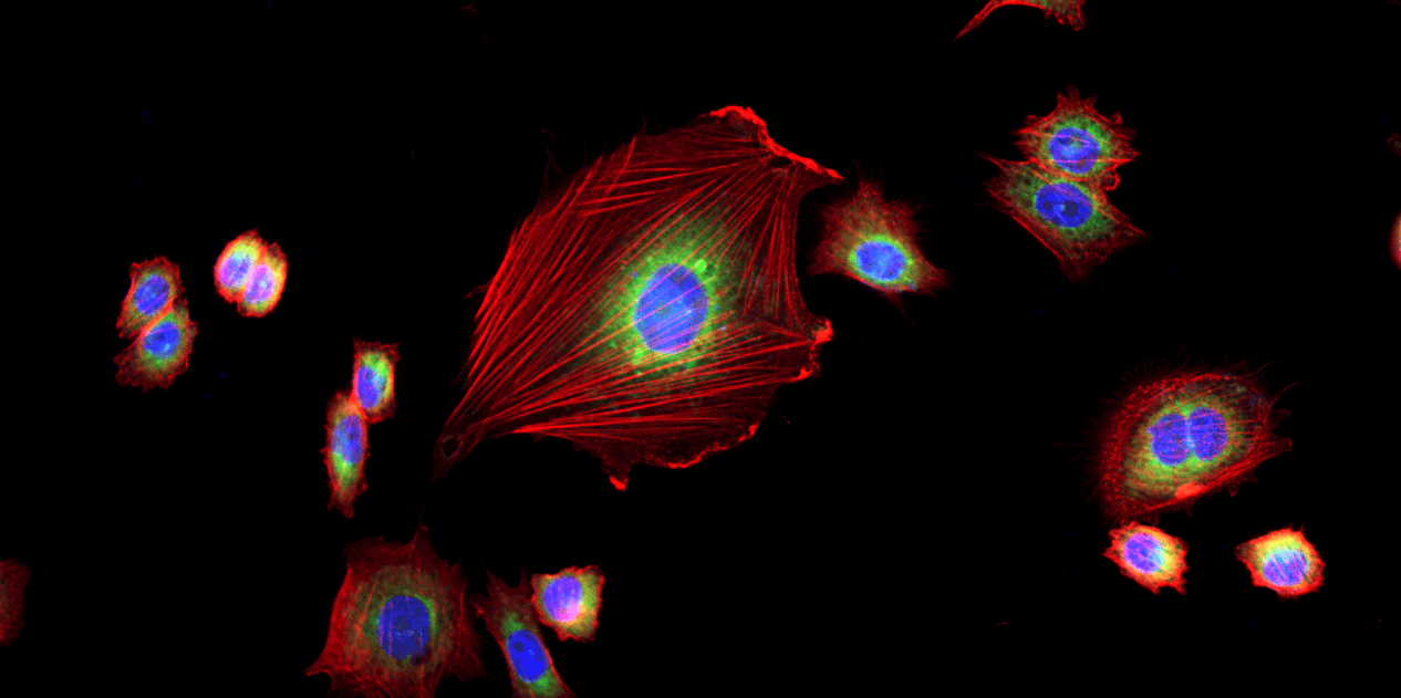 Multiplex fluorescence imaging of CPA47 cells stained with Phalloidin-iFluor® 555 Conjugate, MitoLite™ NIR FX690, and Nuclear Violet™ LCS1. Cells were fixed with 4% formaldehyde, permeabilized with 0.2% Triton X-100, and stained with Phalloidin-iFluor® 555 Conjugate (Cat. #23119) to visualize F-actin (red), MitoLite™ NIR FX690 (Cat. #22690) to label mitochondria (green), and Nuclear Violet™ LCS1 (Cat. #17543) to stain nuclei (blue). Images were acquired using Cy3-TRITC, Cy5, and DAPI filter sets and merged to generate the overlay image.