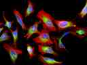 Fluorescence image of HeLa cells fixed with 4% formaldehyde then stained with Cell Navigator® F-Actin Labeling Kit *Red Fluorescence* in a Costar black 96-well plate. Cells were labeled with Phalloidin-iFluor® 594  (Cat#23122, Red) and nuclei stain DAPI (Cat#17507, Blue), respectively. Cell endoplasmic reticulum (ER) was stained with ER Green™ (Cat#22635, Green) before fixation.