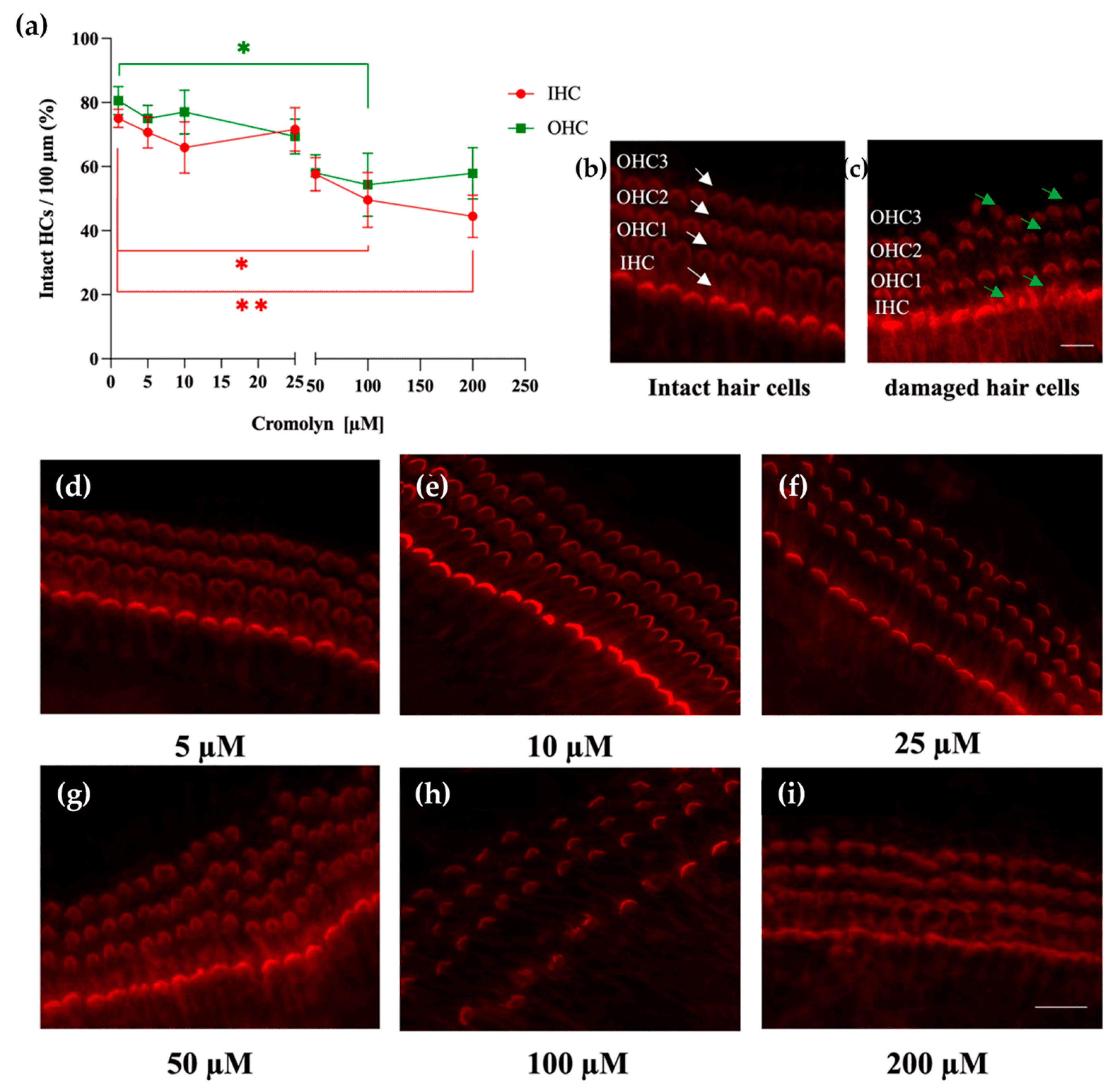 Cromolyn used at high concentrations decreases the numbers of IHCs and OHCs. (a) The intact hair cells were scored along the length of 100 µm of the cochlear explant (spiral limbus containing OC), and the percentages of intact IHCs (red circles) and OHCs (green squares) were determined and plotted on the y-axis. The control explants (n = 4) were cultured for 24 h in a tissue culture medium. The treatment groups (n = 4 for each treatment) were cultured for 24 h with cromolyn at the following concentrations: 5 µM, 10 µM, 25 µM, 50 µM, 100 µM, and 200 µM. (b,c) Representative micrograph showing intact (b) and damaged (c) hair cells. Arrows point out intact HCs (white) and damaged HCs (green). Scale bar represents 10 µM. (d–i) Representative micrograph showing the HCs after 24 h of exposure to 5 µM, 10 µM, 25 µM, 50 µM, 100 µM, and 200 µM cromolyn. The cochlea explants were stained with phalloidin-iFluor 594. The scale bar represents 10 µm. Four independent experiments were performed; the data are reported as mean ± SEM. * p < 0.05; ** p < 0.01 (two-way ANOVA with Dunnett multiple comparison test). Source: <b>Degranulation of Murine Resident Cochlear Mast Cells: A Possible Factor Contributing to Cisplatin-Induced Ototoxicity and Neurotoxicity</b> by Karayay <em>et.al.</em>, <em>Int. J. Mol. Sci.</em> Feb. 2023