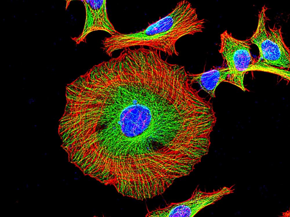 Fluorescence images of HeLa cells stained with Phalloidin-iFluor™ 647 Conjugate using fluorescence microscope with a Cy5 filter set (Red). HeLa cells were fixed with 4% formaldehyde followed by incubation with 1 ug/mL mouse tubulin antibody. Cells were stained with 10 ug/mL of GxM IgG- iFluor 488 conjugates. Cells were stained with Phalloidin-iFluor™ 647 conjugate following product protocol and incubated with 2 uM DAPI for 5 min before imaging.