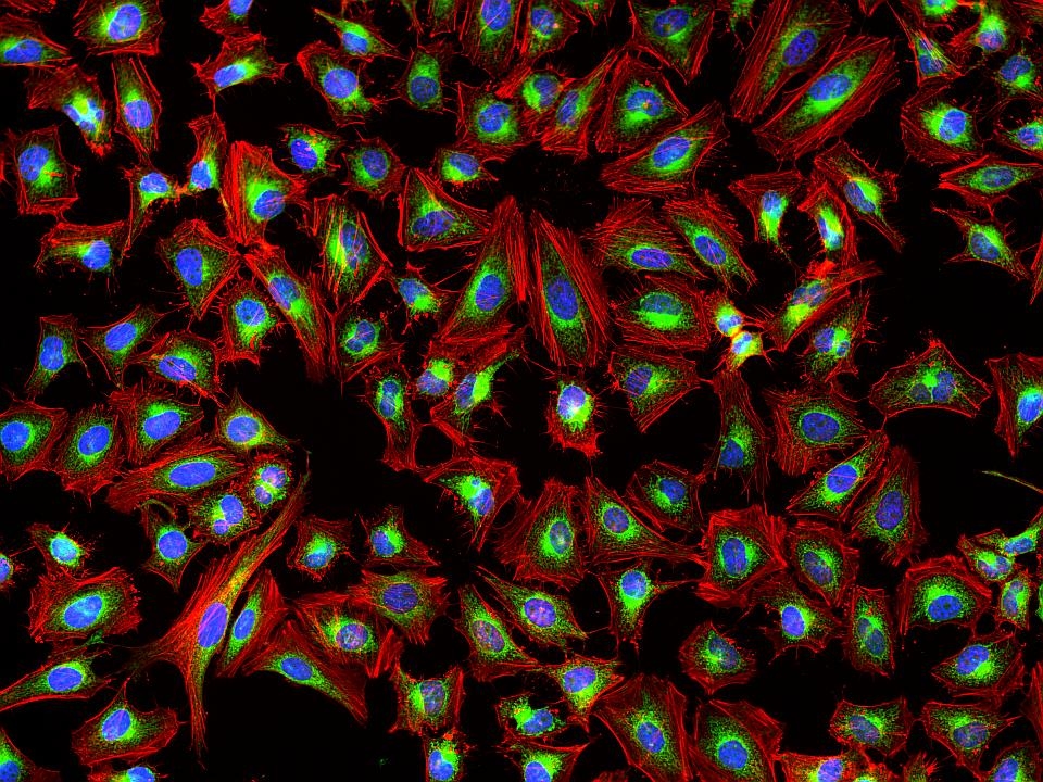 <p>Fluorescence images of HeLa cells stained with Phalloidin-iFluor® 647 Conjugate using fluorescence microscope with a Cy5 filter set (Red). Live cells were first stained with mitochondria dye MitoLite™ Green. After fixation in 4% formaldehyde, cells were labeled with Phalloidin-iFluor® 647 and counterstained with Nuclear Blue™ DCS1 (Cat#17548, Blue).</p>
