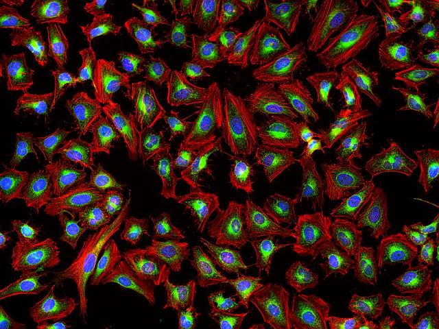 Fluorescence images of HeLa cells stained with Phalloidin-iFluor® 647 Conjugate using fluorescence microscope with a Cy5 filter set (Red). Live cells were first stained with mitochondria dye MitoLite™ Green. After fixation in 4% formaldehyde, cells were labeled with Phalloidin-iFluor® 647 and counterstained with Nuclear Blue™ DCS1 (Cat#17548, Blue).