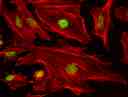 Fluorescence image of HeLa cells fixed with 4% formaldehyde then stained with Phalloidin-iFluor® 680 Conjugate (Cat#23128, Red) and nuclei stain Nuclear Green™ DCS1 (Cat#17550, Green)