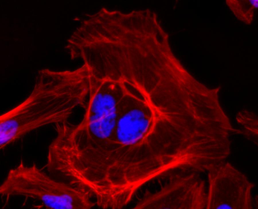 Fluorescence image of HeLa cells fixed with 4% formaldehyde then stained with Phalloidin-iFluor® 700 Conjugate (Cat#23128, Red) and nuclei stain Nuclear Blue&trade; DCS1 (Cat#17548, Blue).