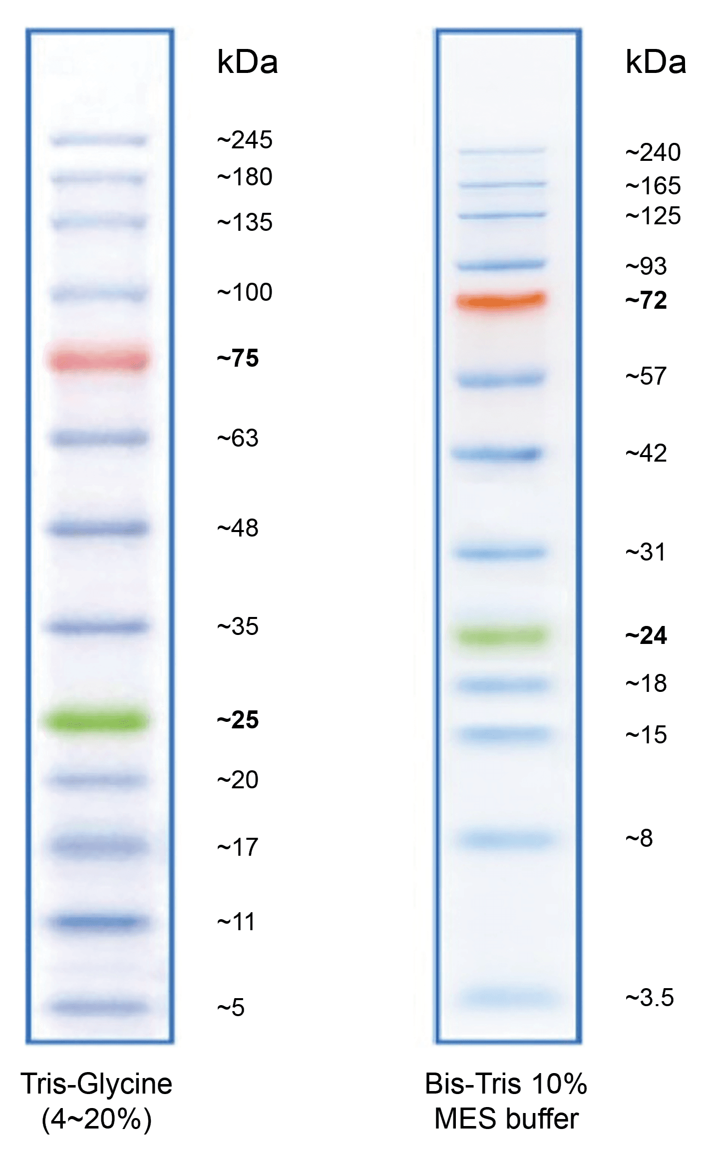 ProLite™ 5-245 kD Protein Ladder.