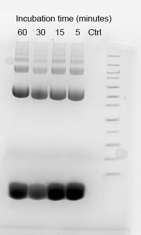 Bovine serum albumin (BSA) was stained with ProLite™ FAST Blue Protein Gel Stain (Cat No. 18002) for 60, 30, 15, and 5 minutes, and then loaded on a 4-12% Bis-Tris gel. A control sample was also included in the experiment, where no dye was added. The image was captured using a Coomassie Blue filter set.