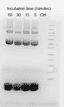 Bovine serum albumin (BSA) was stained with ProLite™ FAST Blue Protein Gel Stain (Cat No. 18002) for 60, 30, 15, and 5 minutes, and then loaded on a 4-12% Bis-Tris gel. A control sample was also included in the experiment, where no dye was added. The image was captured using a Coomassie Blue filter set.
