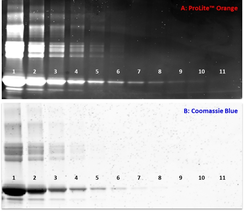 Three-fold dilution series of BSA standards were separated on a NuPAGE® 4–12% Bis-Tris gel and stained with A) ProLite™ Orange Protein Gel Stain or B) Coomassie brilliant blue (CBB) according to standard protocols. The ProLite™ Orange stained gels were photographed using a SYPRO Orange filter. The CBB-stained gels were photographed using transmitted white light without an optical filter.<br />Lane 1: 15ug, Lane 7: ~20ng, Lane 10: ~0.8 ng BSA.