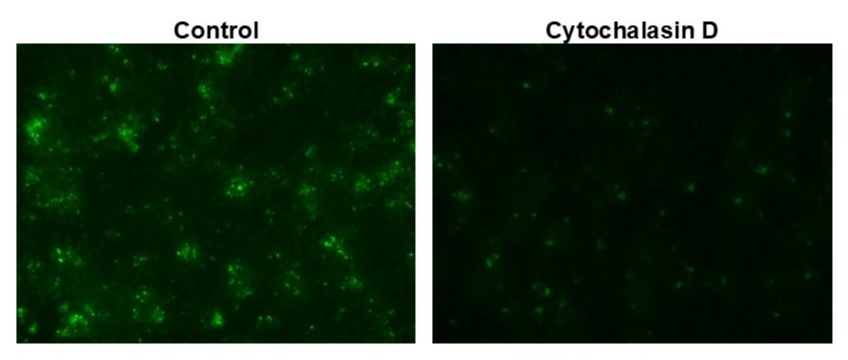 Examination of phagocytosis in RAW 264.7 cells using Protonex™ Green 500-E. coli Conjugate (Cat #21174). RAW 264.7 cells were incubated with Cytochalasin D (to inhibit phagocytosis) followed by incubation with Protonex™ Green 500-E. coli Conjugate for 60 minutes. The images were acquired using Keyence fluorescence microscope.