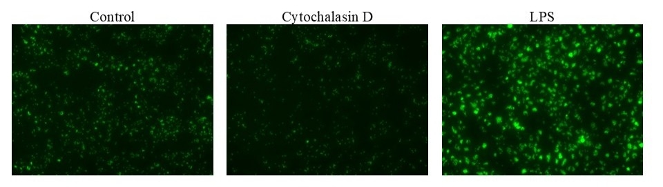 Examination of phagocytosis in RAW 264.7 cells using Protonex™ Green 500-Zymosan A Conjugate (Cat #21175). RAW 264.7 cells were incubated with Cytochalasin D (to inhibit phagocytosis) or LPS (to induce phagocytosis) followed by incubation with Protonex™ Green 500-Zymosan conjugate for 60 minutes. The images were acquired using Keyence fluorescence microscopy.