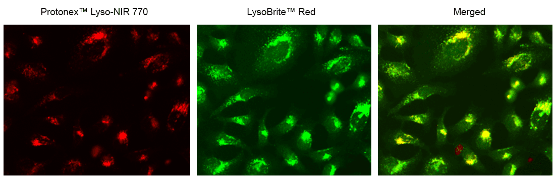 Image of Hela cells stained with Protonex™ Lyso-NIR 770. Hela cells immersed in a cell culture medium were loaded with 5 µM of Protonex™ Lyso-NIR 770 in HH buffer per well and incubated at 37⁰C for 30 min. The cells were then washed 3 times with HH buffer, and 100 µL of fresh cell culture media was added to each well. The images were captured in the Cy7 channel. Additionally, the cells were co-stained with LysoBrite™ Red (Cat# 22645), with images acquired in the TRITC channel but presented with a pseudo-Green Color. The overlay images reveal that Protonex™ Lyso-NIR 770 effectively stains the lysosome of HeLa cells.