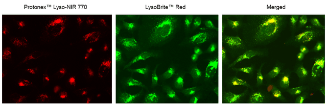 Image of Hela cells stained with Protonex™ Lyso-NIR 770. Hela cells immersed in a cell culture medium were loaded with 5 µM of Protonex™ Lyso-NIR 770 in HH buffer per well and incubated at 37⁰C for 30 min. The cells were then washed 3 times with HH buffer, and 100 µL of fresh cell culture media was added to each well. The images were captured in the Cy7 channel. Additionally, the cells were co-stained with LysoBrite™ Red (Cat# 22645), with images acquired in the TRITC channel but presented with a pseudo-Green Color. The overlay images reveal that Protonex™ Lyso-NIR 770 effectively stains the lysosome of HeLa cells.