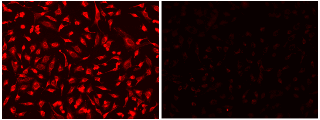 Image of Hela cells stained with Protonex™ NIR 770 NHS ester. Hela cells were washed 3 times with HH buffer and then incubated with 10 µM of Protonex™ NIR 770 NHS ester in HH buffer for 30 min at 37°C. The cells were then washed 3 times with HH buffer and incubated with HH buffer or pH=5.0 and pH=8.0 buffer (Cat# 21235) containing 10 µM of nigericin for 5 min at 37°C. Images were acquired using a fluorescence microscope equipped with a Cy7 filter set.