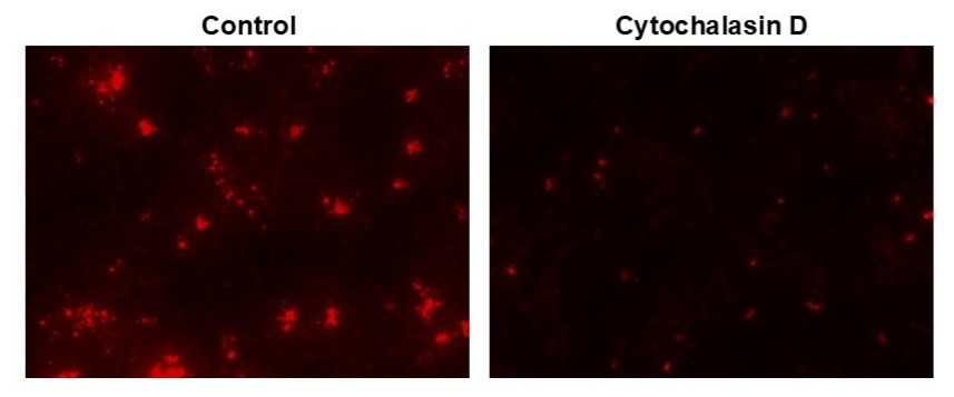 Examination of phagocytosis in RAW 264.7 cells using Protonex™ Red 600-E. coli Conjugate (Cat #21176). RAW 264.7 cells were incubated with Cytochalasin D (to inhibit phagocytosis) followed by incubation with Protonex™ Red 600-E. coli Conjugate for 60 minutes. The images were acquired using Keyence fluorescence microscope.