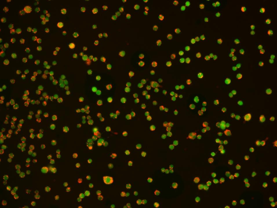<p>Phagocytosis was examined in RAW 264.7 cells by Protonex™ Red 600-Latex Bead Conjugate (Cat # 21209). The cells were incubated with Protonex™ 600 Latex Beads in growth medium for 4 hours. CytoTrace™ Green CMFDA (Cat # 22017) was used to track live cells. The image (20X) was taken using Keyence Fluorescence Microscopy. </p>