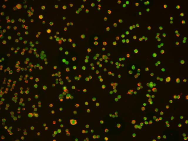 Phagocytosis was examined in RAW 264.7 cells by Protonex&trade; Red 600-Latex Bead Conjugate (Cat # 21209). The cells were incubated with Protonex&trade; 600 Latex Beads in growth medium for 4 hours.&nbsp; CytoTrace&trade; Green CMFDA&nbsp; (Cat # 22017) was used to track live cells. The image (20X) was taken using Keyence Fluorescence Microscopy.&nbsp;