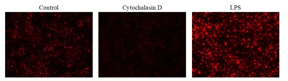 Examination of phagocytosis in RAW 264.7 cells using Protonex™ Red 600-Zymosan A Conjugate (Cat #21177). RAW 264.7 cells were incubated with Cytochalasin D (to inhibit phagocytosis) or LPS (to induce phagocytosis) followed by incubation with Protonex™ Red 600-Zymosan conjugate for 60 minutes. The images were acquired using Keyence fluorescence microscopy.