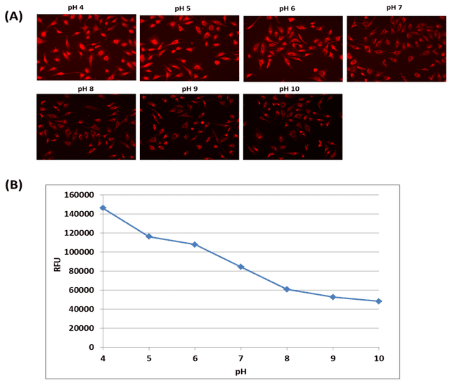Response of HeLa cells labeled with Protonex™ Red 670 AM. HeLa cells were incubated with 5 µM of Protonex™ Red 670 AM for 30 minutes at 37°C. Incubation of Protonex™ Red 670 AM solution with HeLa cells showed a homogenous uptake of Protonex™ Red 670 AM and stained cell cytosol. The Spexyte™ Intracellular pH Calibration Buffer Kit (Cat No. 21235) was used to clamp the intracellular pH with extracellular buffers at pH 4 to 10. (A) Images were acquired using a fluorescence microscope with a Cy5 filter set, and (B) fluorescence was measured using a ClarioStar fluorescence microplate reader (Ex/Em = 640/680 nm, cutoff = 665 nm).