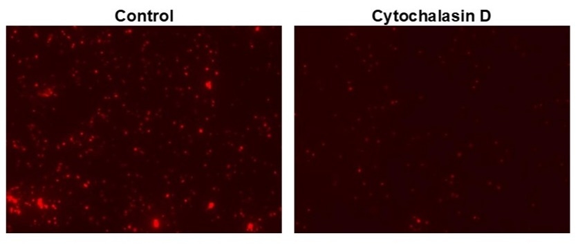 Examination of phagocytosis in RAW 264.7 cells using Protonex™ Red 670-E. coli Conjugate (Cat #21237). RAW 264.7 cells were incubated with Cytochalasin D (to inhibit phagocytosis) followed by incubation with PProtonex™ Red 670-E. coli Conjugate for 60 minutes. The images were acquired using Keyence fluorescence microscope.