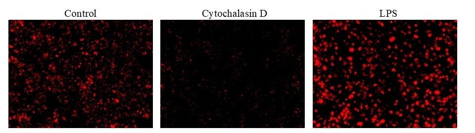 Examination of phagocytosis in RAW 264.7 cells using Protonex™ Red 670-Zymosan A Conjugate (Cat #21238). RAW 264.7 cells were incubated with Cytochalasin D (to inhibit phagocytosis) or LPS (to induce phagocytosis) followed by incubation with Protonex™ Red 670-Zymosan conjugate for 60 minutes. The images were acquired using Keyence fluorescence microscopy.