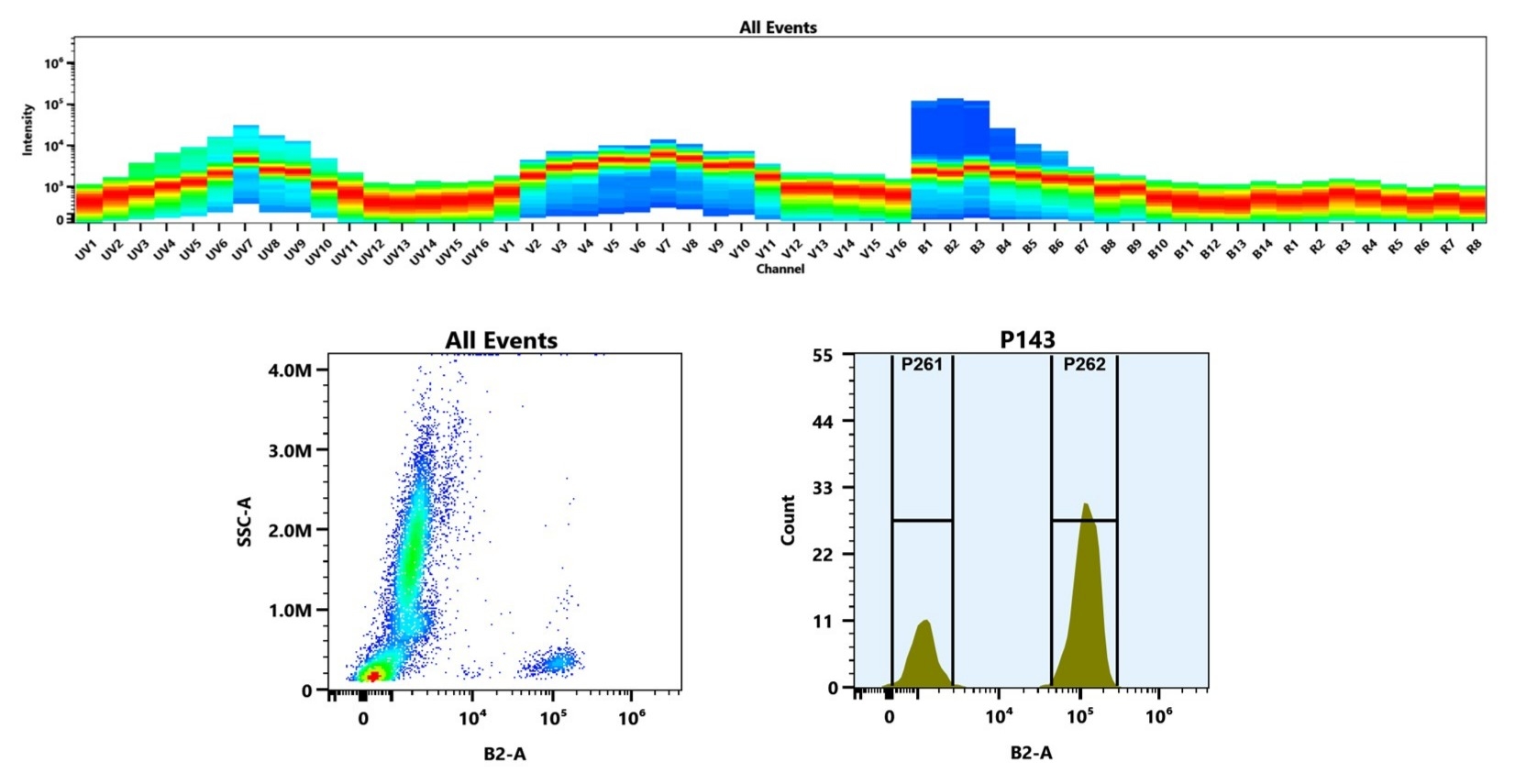 (Top) Spectral emission profiles generated using four spatially offset lasers (355 nm, 405 nm, 488 nm, and 640 nm). Each laser produced a distinct emission pattern, and their combination yielded the composite spectral signature. (Bottom) Flow cytometry analysis of whole blood stained with iFluor® 488 labelled Anti-human CD3 Antibody SK7 (Cat. #10033000). The fluorescence signal was monitored using an Cytek Aurora flow cytometer in the specific B2-A channel.