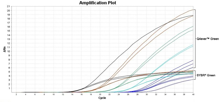 A comparison of the relative fluorescence signal from qPCR reactions performed with Q4ever<sup>TM</sup> Green and SYBR<sup>TM</sup> Green. Q4ever<sup>TM</sup>&nbsp;Green has much brighter signal than SYBR<sup>TM</sup>&nbsp;Green.