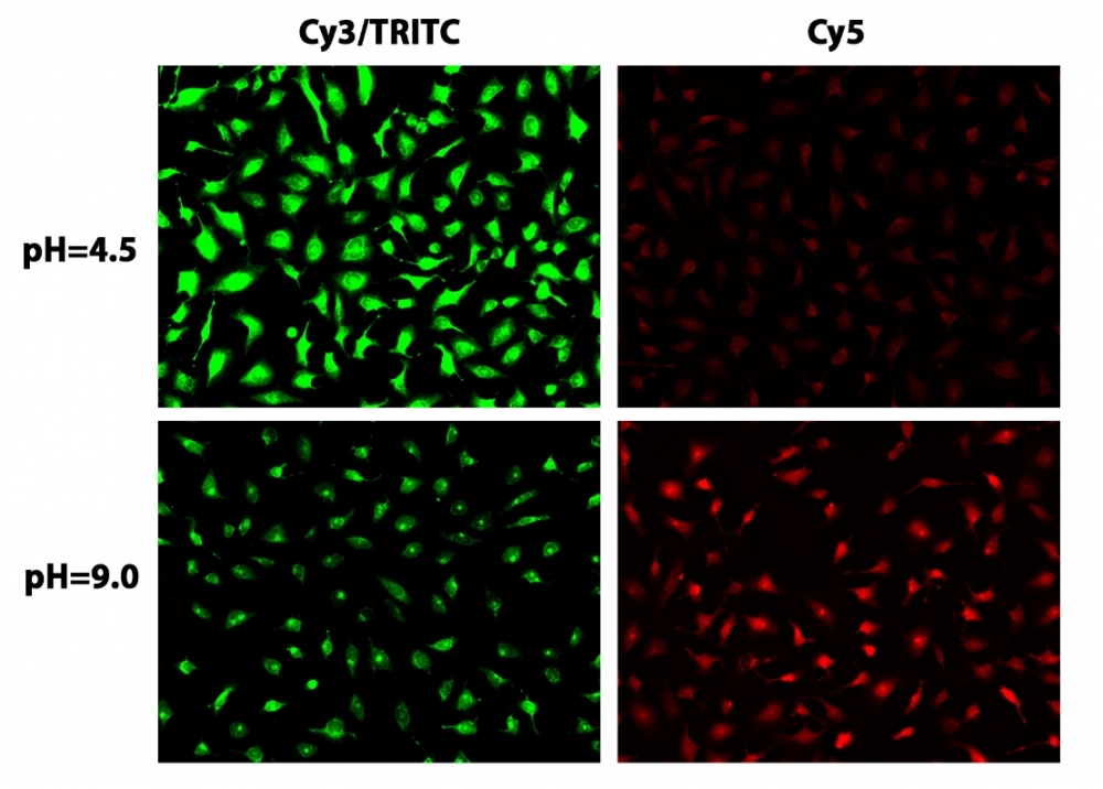 Ratiometric analysis of HeLa cells using RatioWorks™ PH165, AM with fluorescence microscopy. HeLa cells were stained with RatioWorks™ PH165, AM for 90 minutes at 37°C and shifted to solutions with different pH. Images were acquired using Cy3/TRITC (green, pseudo color) and Cy5 filter sets (red color).