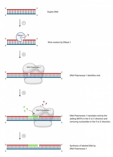 Nick translation labeling of DNA starts with the creation of defects within the sequence of existing DNA double-helix molecules by cleavage of phosphodiester bonds with DNase along the backbone of one strand. Polymerase then repairs these nicks beginning with the removal of the adjacent nucleotide and the immediate filling back in of those gaps with new nucleotides from the added dNTP pool. As each new nucleotide is added, the polymerase leaves the 3′ OH group open, thus translating the nick toward the 5′ end. As the reaction sequence is repeated, the polymerase enzyme continues to remove existing nucleotides and replace them with new ones at the site of the new nick. The result of these reactions is numerous labeled and unlabeled nucleotides being incorporated as a complementary sequence along the length of each DNA strand, starting at the site of the original nick.