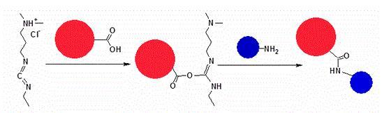 EDC reacts with a carboxyl group of carrier protein BSA or KLH (represented by the red ball), forming an amine-reactive O-acylisourea intermediate (the central molecule). The O-acylisourea intermediate reacts with an amine group on the antigen molecule represented by the smaller blue ball, yielding a conjugate of the two molecules joined by a stable amide bond [Please note the O-acylisourea inermediate is also susceptible to hydrolysis, making it unstable and short-lived in aqueous solution].